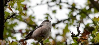 Long-Tailed Tit At Sale Water Park