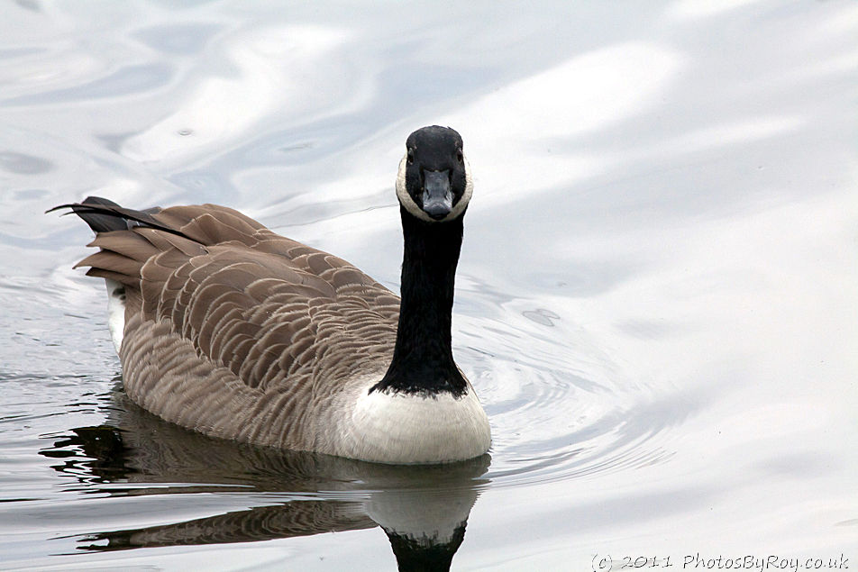Inquisitive Canada Goose At Sale Water Park