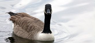 Inquisitive Canada Goose At Sale Water Park