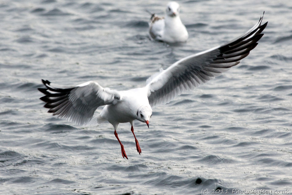 Swooping Black-Headed Gull At Sale Water Park