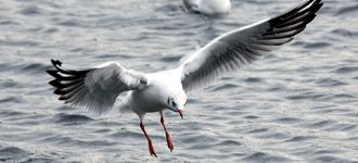 Swooping Black-Headed Gull At Sale Water Park