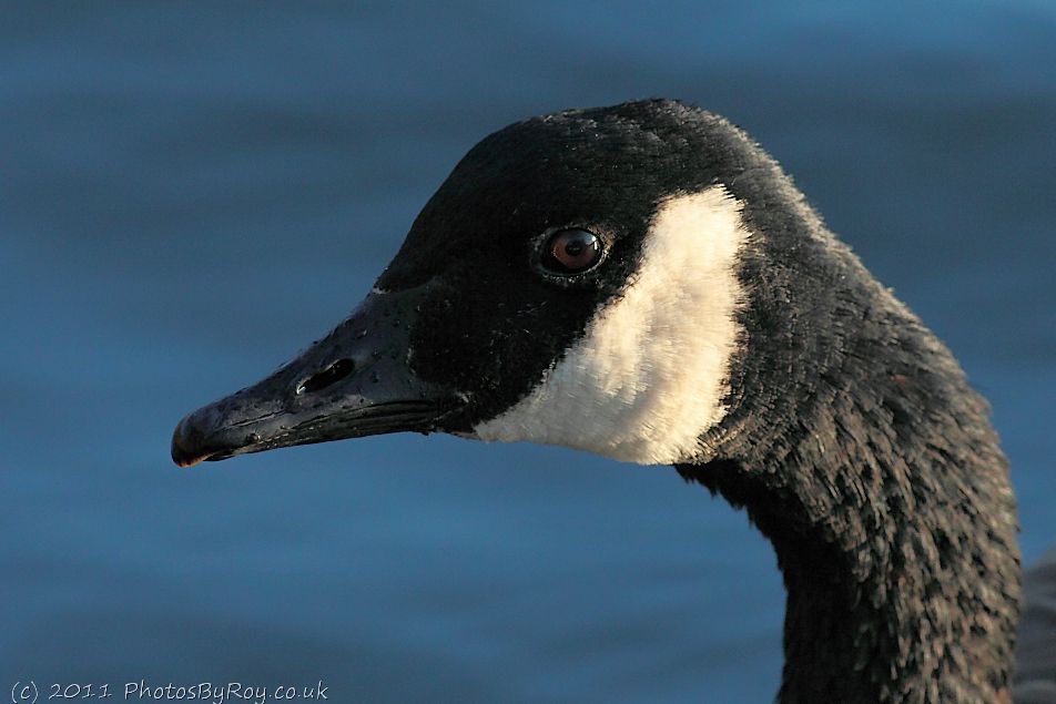 Canada Goose At Alkrington Woods