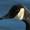 Canada Goose At Alkrington Woods