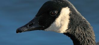 Canada Goose At Alkrington Woods