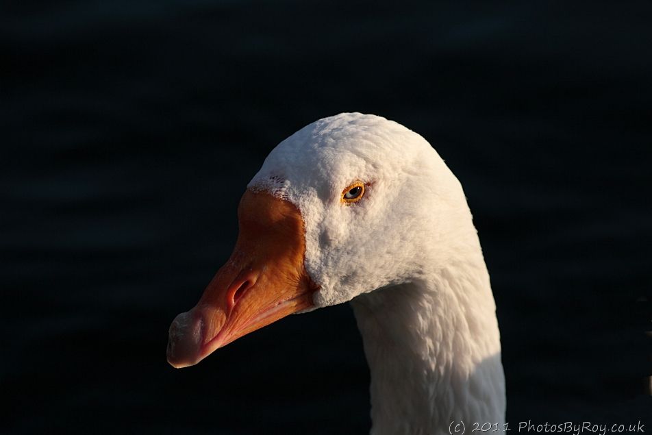 Embden Goose At Alkrington Woods