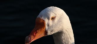 Embden Goose At Alkrington Woods