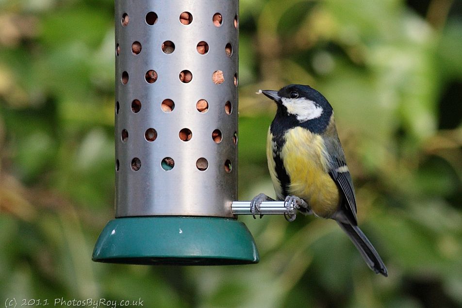 Great Tit On Peanut Feeder At Leighton Moss