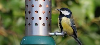 Great Tit On Peanut Feeder At Leighton Moss