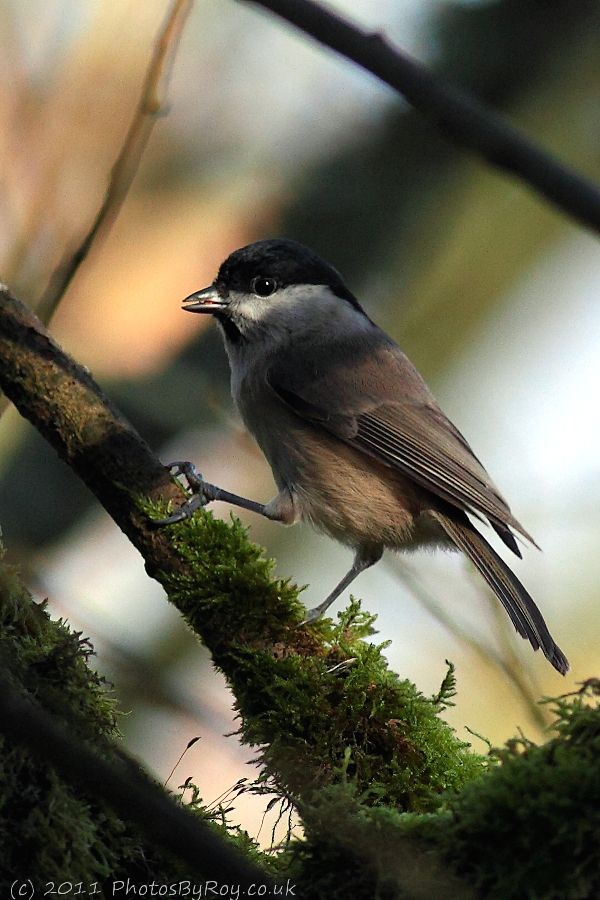 Marsh Tit At Leighton Moss RSPB Reserve