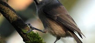 Marsh Tit At Leighton Moss RSPB Reserve