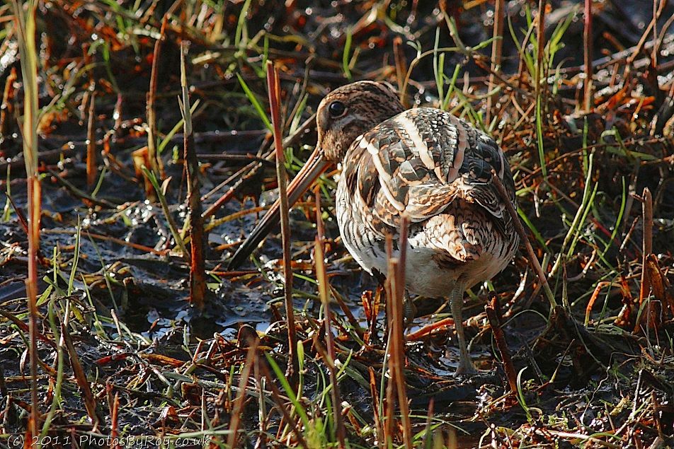 Common Snipe At Leighton Moss Reserve