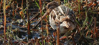 Common Snipe At Leighton Moss Reserve