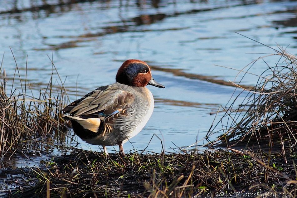 Male Teal At Leighton Moss