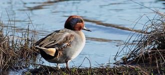 Male Teal At Leighton Moss
