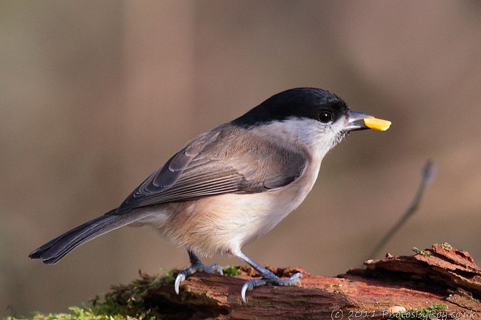 Marsh Tit With Seed At Leighton Moss