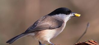 Marsh Tit With Seed At Leighton Moss