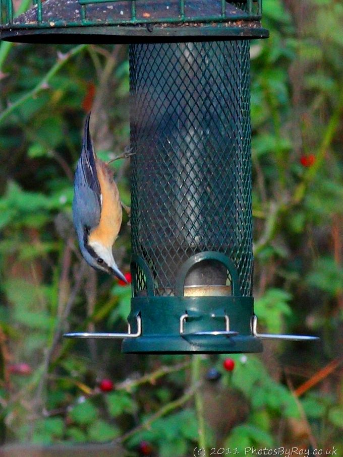 Nuthatch On Feeder At Leighton Moss