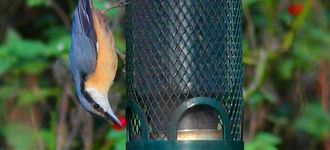 Nuthatch On Feeder At Leighton Moss