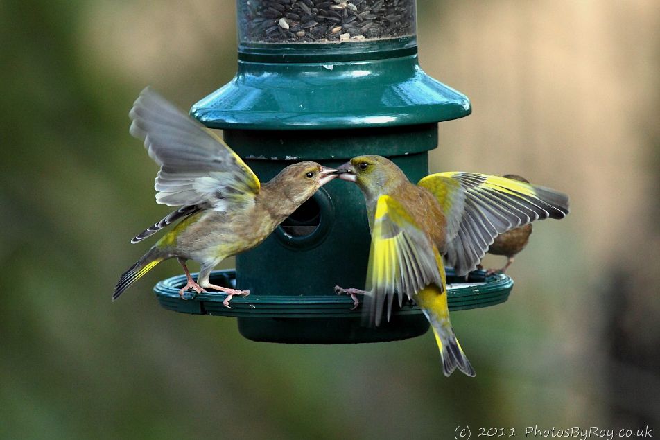 Two Greenfinches Fighting At The Feeder