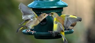 Two Greenfinches Fighting At The Feeder