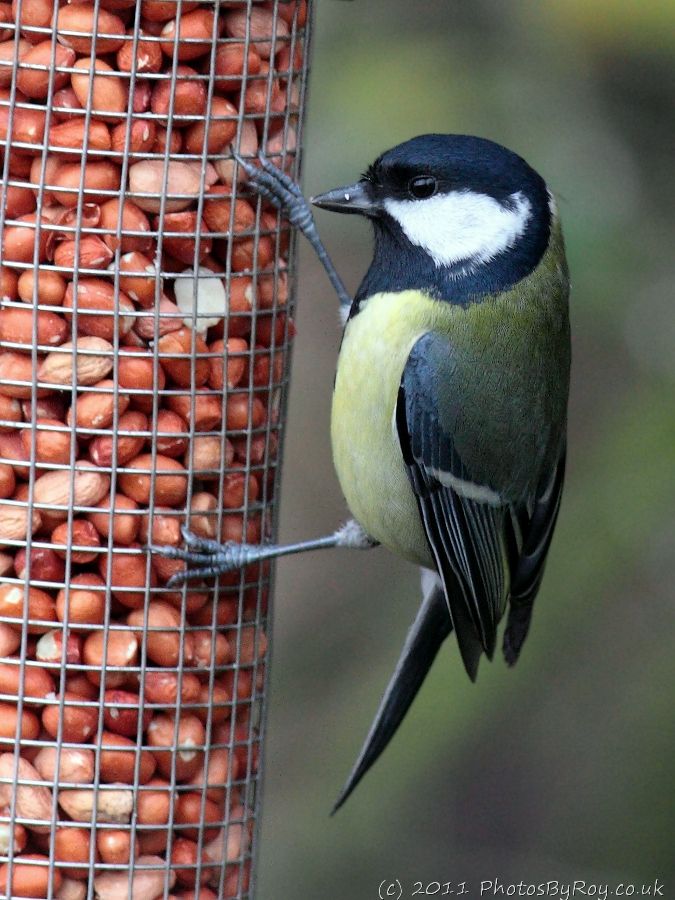 Fairburn Ings: Great Tit On Peanut Feeder