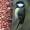 Fairburn Ings: Great Tit On Peanut Feeder