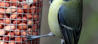 Fairburn Ings: Great Tit On Peanut Feeder