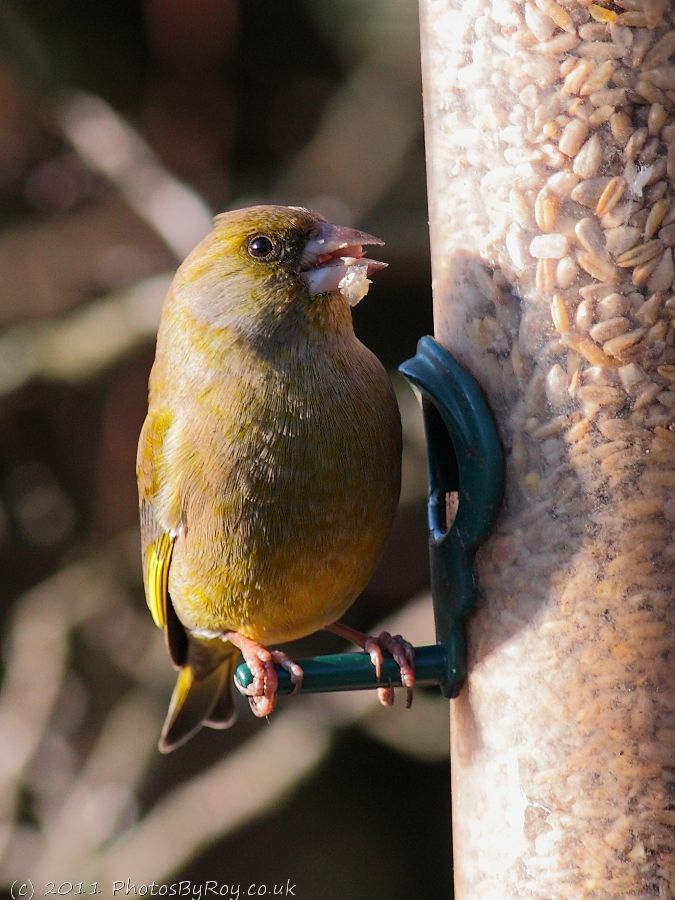 Greenfinch On Feeder At Fairburn Ings