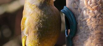 Greenfinch On Feeder At Fairburn Ings