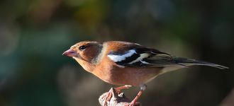 Chaffinch On A Branch At Fairburn Ings