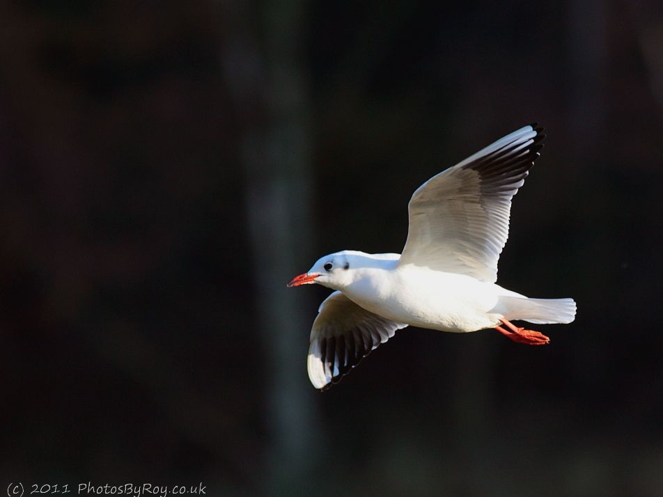 Fairburn Ings: Black-headed Gull In Flight