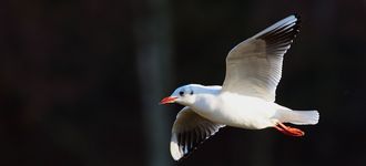 Fairburn Ings: Black-headed Gull In Flight