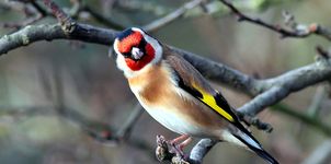 Angry-looking Goldfinch At Fairburn Ings