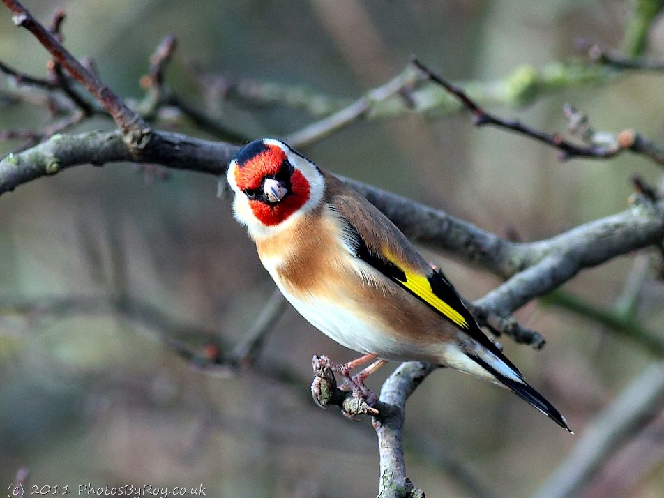 Angry-looking Goldfinch At Fairburn Ings