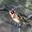 Angry-looking Goldfinch At Fairburn Ings