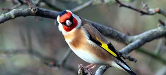 Angry-looking Goldfinch At Fairburn Ings