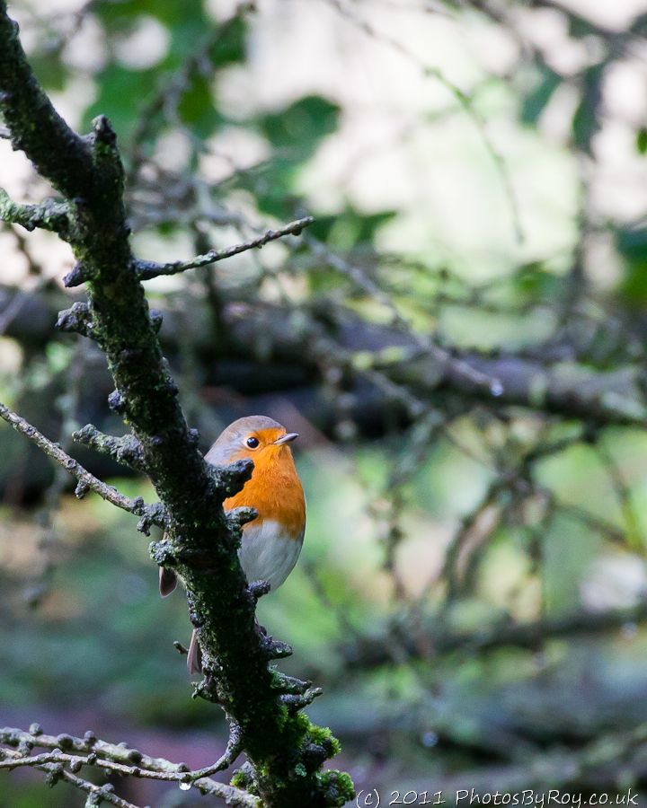 Friendly Robin At Dove Stone Reservoir