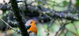 Friendly Robin At Dove Stone Reservoir