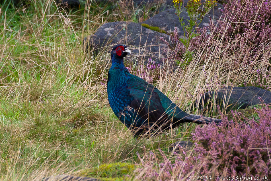 Blue Pheasant At Dove Stone Reservoir