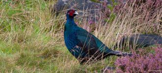 Blue Pheasant At Dove Stone Reservoir