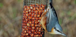 Nuthatch On Peanut Feeder At Burton Mere Wetlands