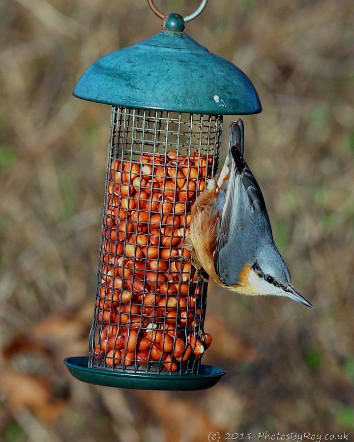 Nuthatch On Peanut Feeder At Burton Mere Wetlands