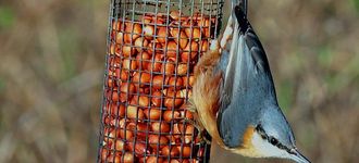 Nuthatch On Peanut Feeder At Burton Mere Wetlands