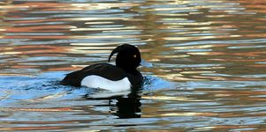 Tufted Duck At Alkrington Woods / Rhodes Lodges