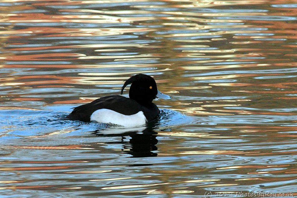 Tufted Duck At Alkrington Woods / Rhodes Lodges