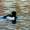 Tufted Duck At Alkrington Woods / Rhodes Lodges