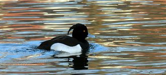 Tufted Duck At Alkrington Woods / Rhodes Lodges