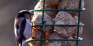 Long-Tailed Tit On Suet Feeder At Fairburn Ings