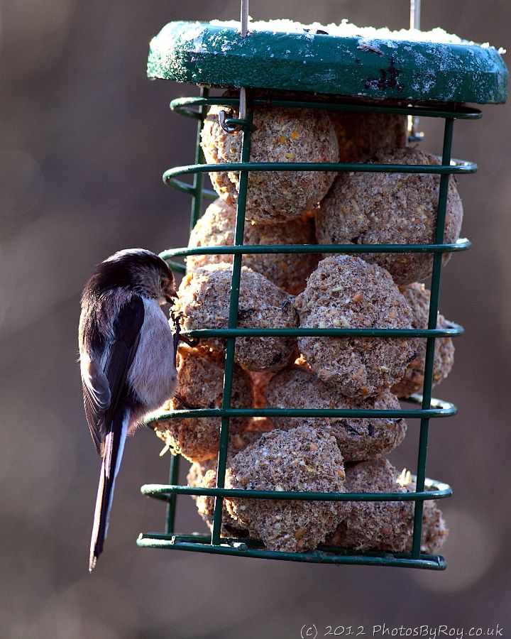 Long-Tailed Tit On Suet Feeder At Fairburn Ings