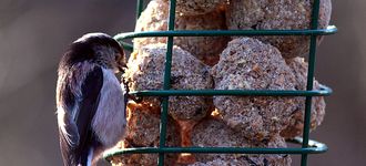 Long-Tailed Tit On Suet Feeder At Fairburn Ings